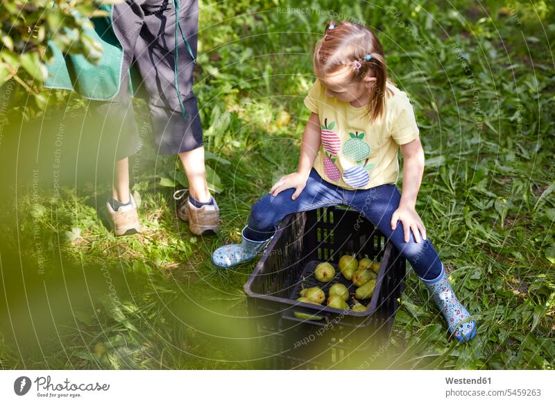 Girl harvesting organic williams pears, sitting on fruit crate shoes boots Gumboot Gumboots Rubber Boot rubber boots wellies Wellington Boots wellingtons Seated