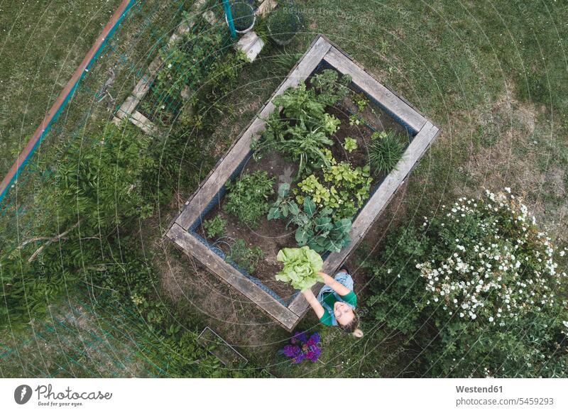 Aerial view of woman holding leaf vegetables growing in raised bed color image colour image Austria casual clothing casual wear leisure wear casual clothes