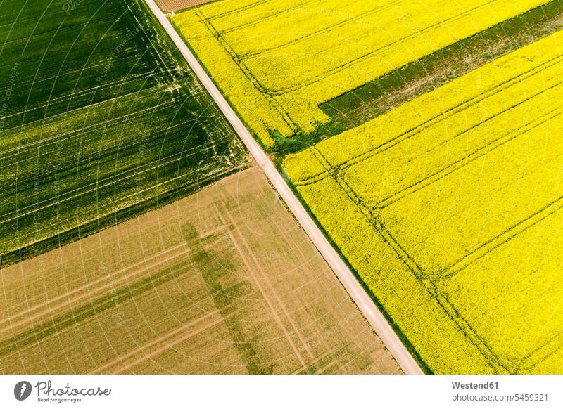 Germany, Rhineland-Palatinate, Gabsheim, Helicopter view of countryside dirt road stretching along vast rapeseed field in summer outdoors location shots
