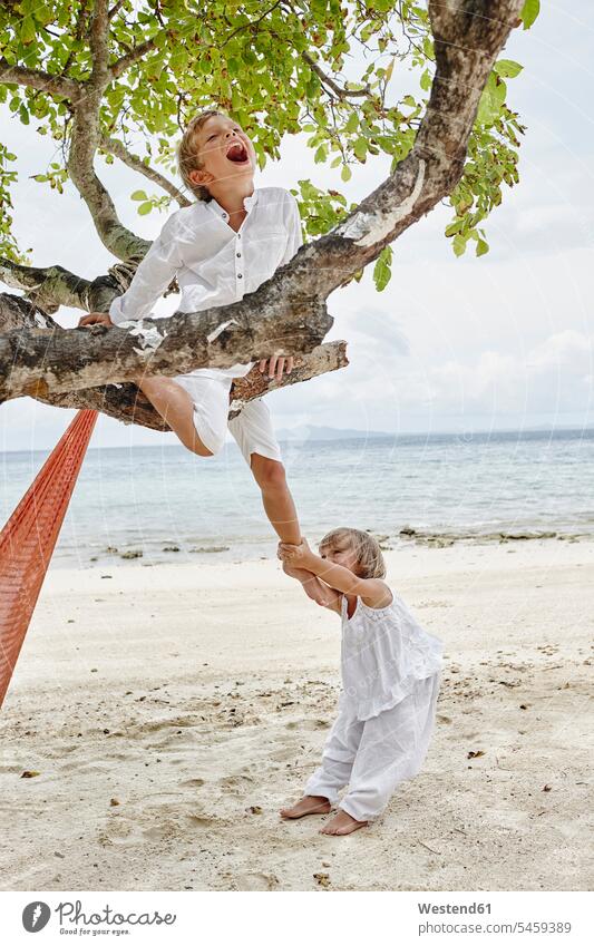 Thailand, Phi Phi Islands, Ko Phi Phi, playful boy and little girl climbing on a tree on the beach Tree Trees beaches females girls boys child children kid kids