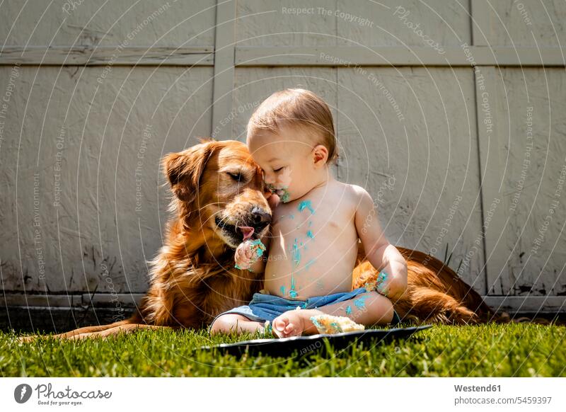 Shirtless baby boy with Golden Retriever eating birthday cake on grassy land in yard color image colour image Canada leisure activity leisure activities