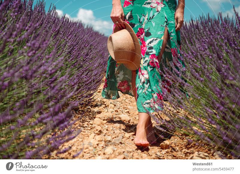 France, Provence, Valensole plateau, Barefoot woman walking among lavender fields in the summer going Lavender Lavandula Lavenders barefoot naked feet