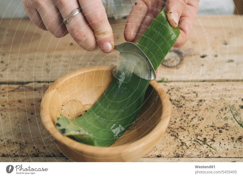 Close-up of woman removing the pulp of the pods of an aloe vera with a spoon remove females women Aloe Vera Aloe barbadensis Mill. Common Aloe Medicinal Aloe