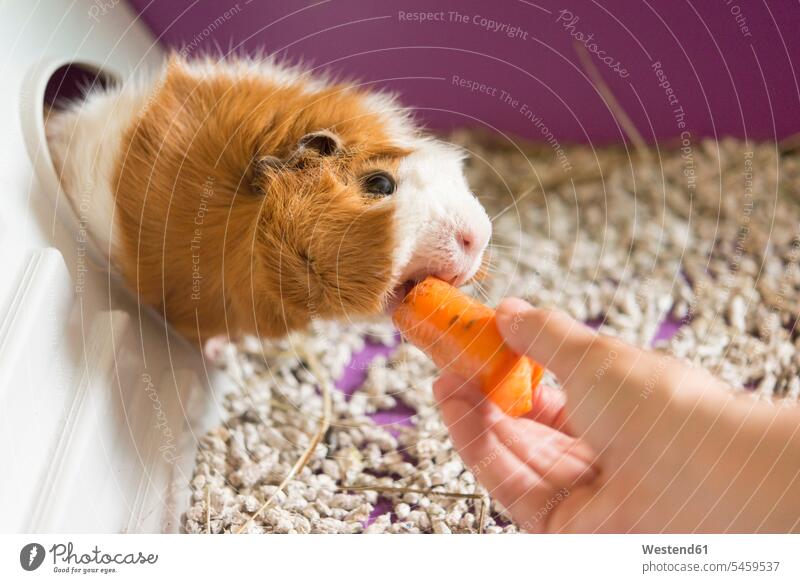 Cropped hand of woman feeding carrot to guinea pig color image colour image indoors indoor shot indoor shots interior interior view Interiors day daylight shot