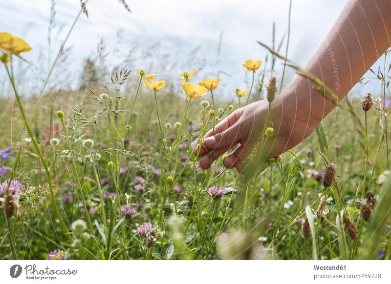 Girl's hand picking buttercup flowers from a meadow hold seasons summer time summertime summery colour colours country country side countryside free time