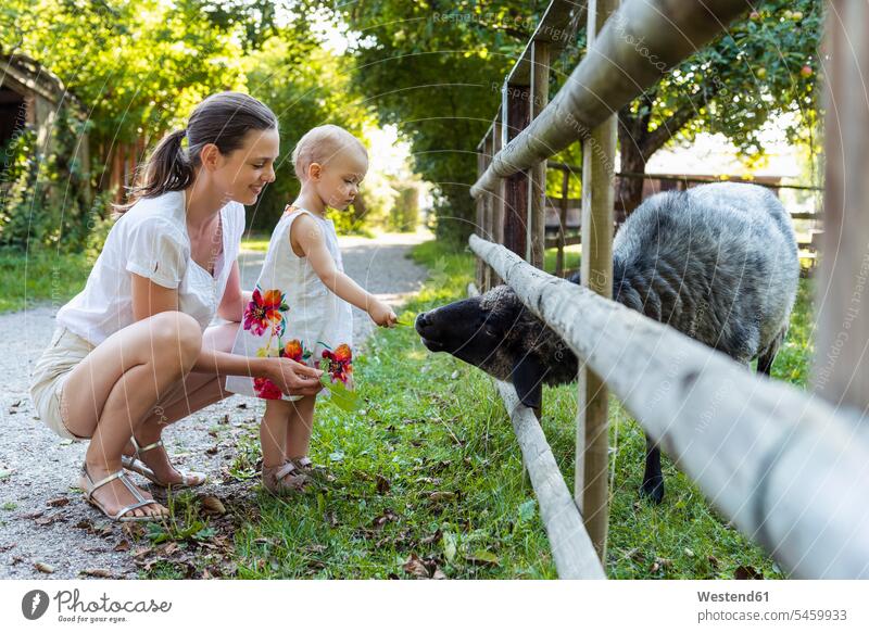 Mother and little daughter feeding a sheep behind fence mother mommy mothers ma mummy mama daughters fences Ovis parents family families people persons