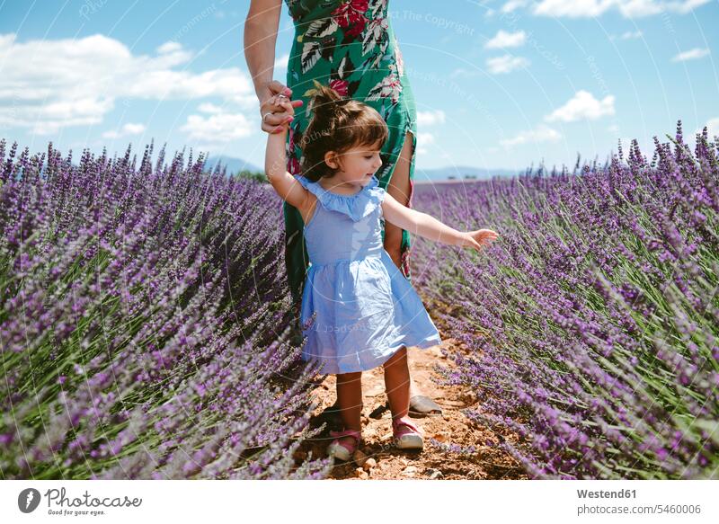 France, Provence, Valensole plateau, Mother and daughter walking among lavender fields in the summer mother mommy mothers ma mummy mama summer time summery