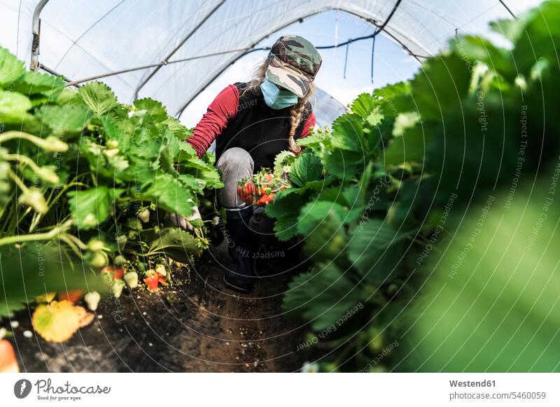 Woman crouching while harvesting organic strawberries at greenhouse color image colour image indoors indoor shot indoor shots interior interior view Interiors