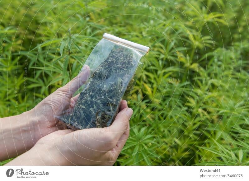 Female hands holding plastic bag of hemp tea in a hemp plantation human human being human beings humans person persons drugs developing Developments grow