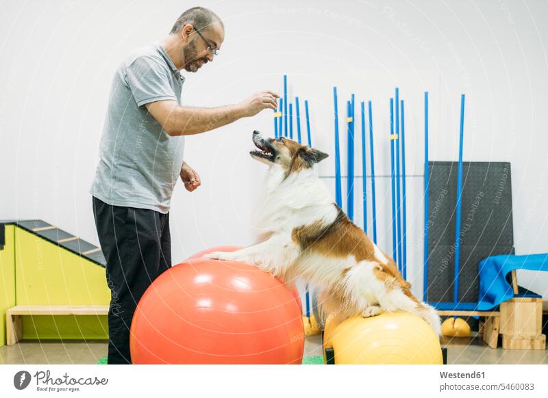 Male physiotherapist training Border Collie on fitness balls at center color image colour image indoors indoor shot indoor shots interior interior view
