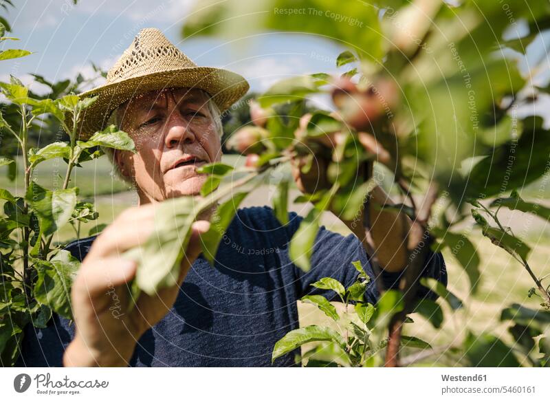 Wrinkled man looking at crop in agricultural field color image colour image outdoors location shots outdoor shot outdoor shots day daylight shot daylight shots