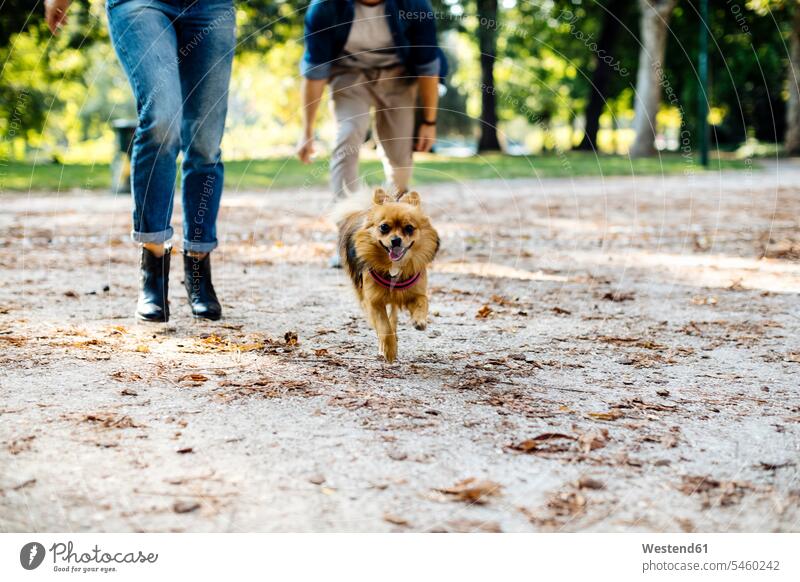 Dog running on a path in a park animals creature creatures domestic animal pet Canine dogs enjoy enjoyment indulgence indulging savoring apace quick rapidity