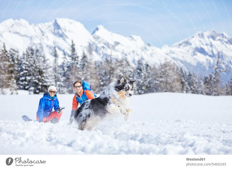 Austria, Tyrol, snowshoe hikers and dog, jumping in the snow Joy enjoyment pleasure Pleasant delight winter hibernal dogs Canine Fun having fun funny