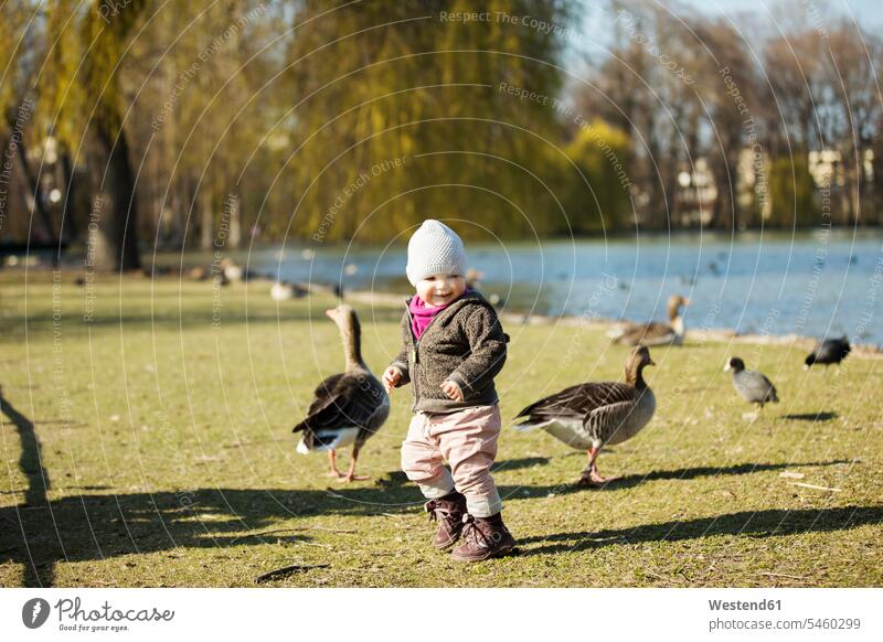 Toddler girl playing with geese at a pond in park parks goose anserini Pond Ponds baby girls female bird birds aves animal creatures animals water waters