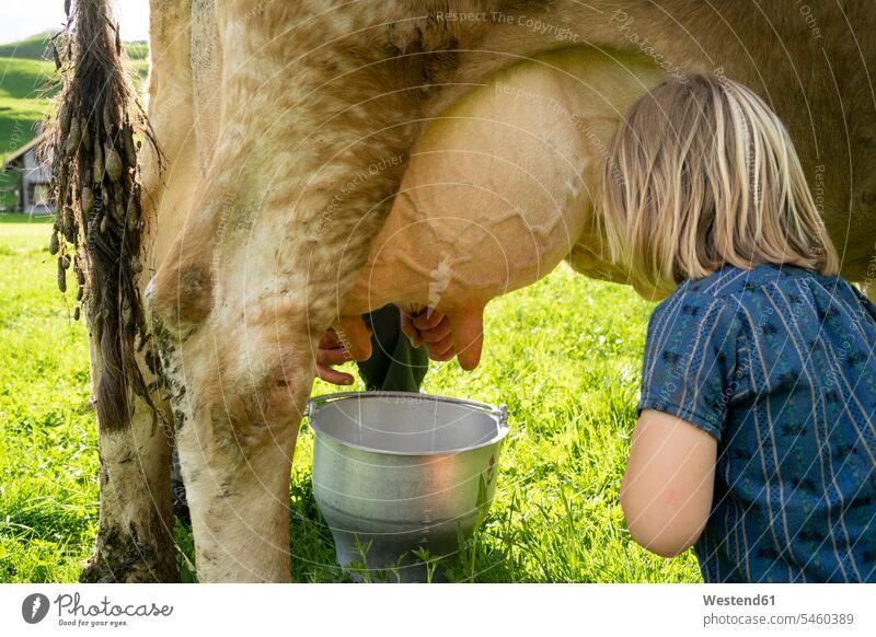 Farmer milking a cow on pasture watched by his daughter human human being human beings humans person persons caucasian appearance caucasian ethnicity european