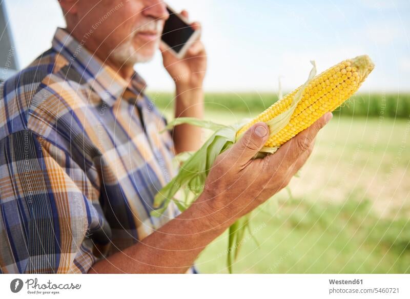 Farmer holding corn cob and talking on cell phone on field Field Fields farmland cornfield maize mobile phone mobiles mobile phones Cellphone cell phones