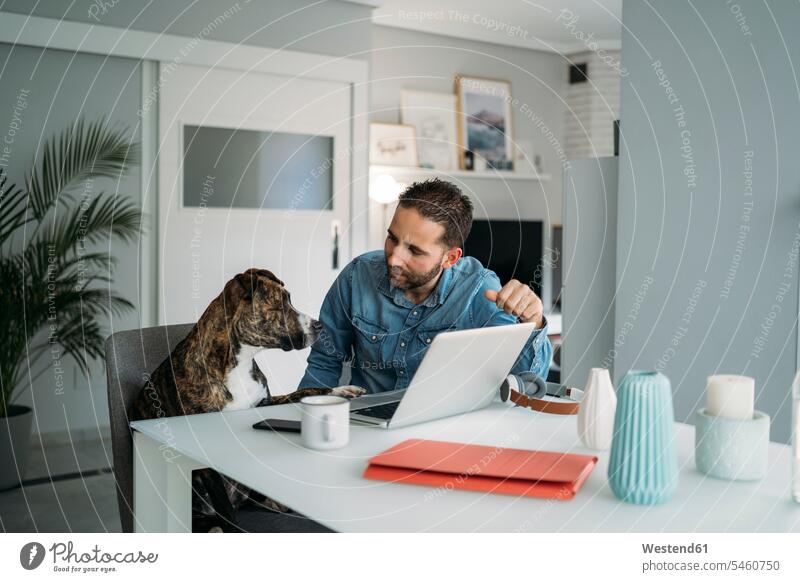 Man looking at dog while working from home on laptop during coronavirus pandemic outbreak, Almeria, Spain, Europe color image colour image indoors indoor shot
