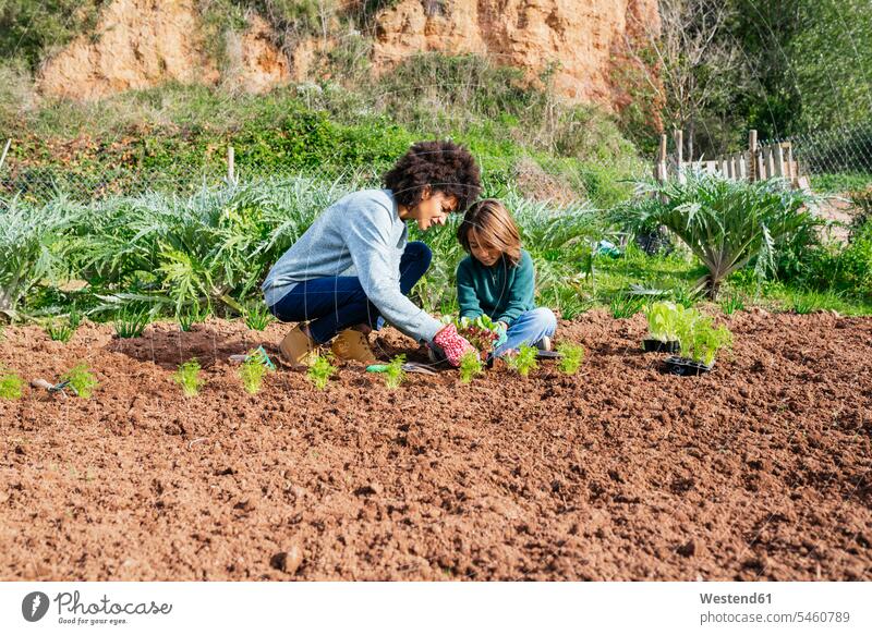 Mother and son planting lettuce seedlings in vegetable garden organic cultivation growing Salad kneeling Kneeing scion Field Fields farmland sons manchild
