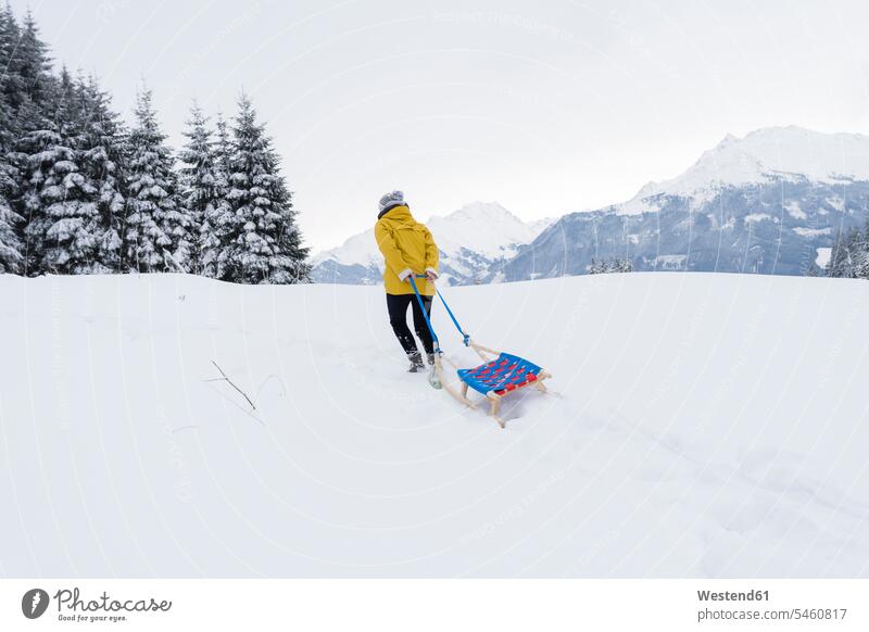 Austria, Tyrol, Thurn, back view of woman pulling sledge in snow-covered landscape toboggans sledges landscapes scenery terrain snow covered covered in snow