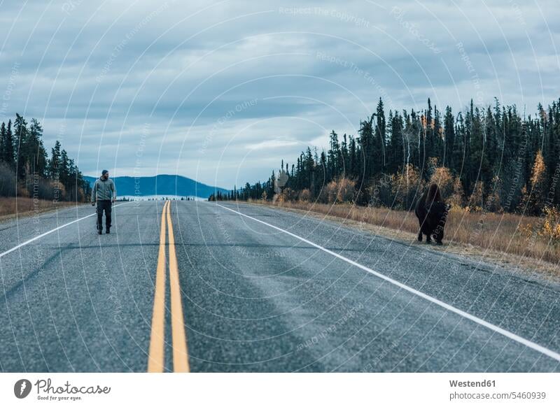 Canada, British Columbia, man walking on Alaska Highway with bison at the roadside going men males bisons highway Highways Adults grown-ups grownups adult