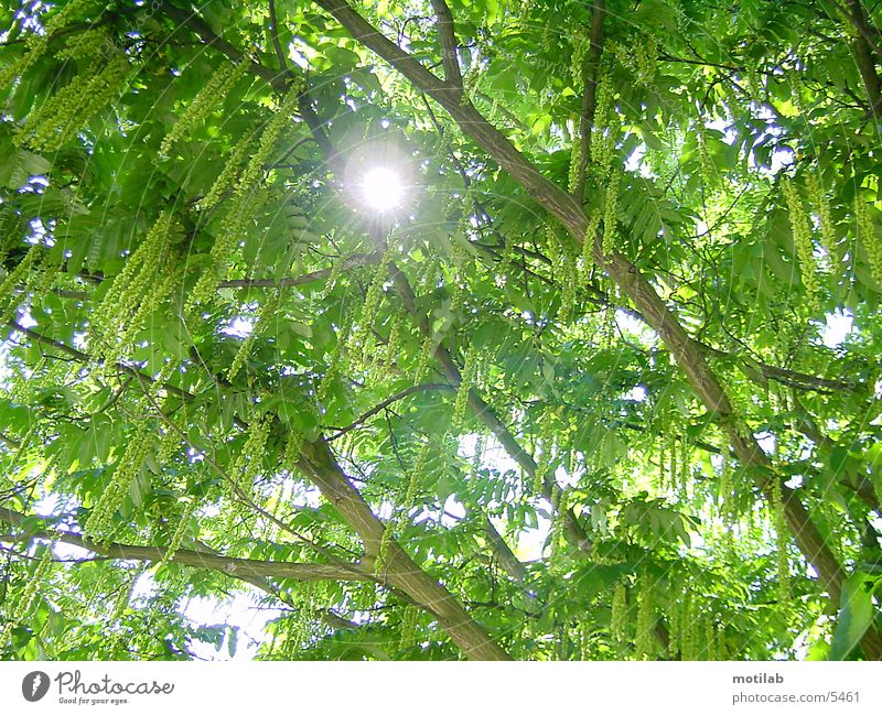 sun reflex Reflection Tree Sun