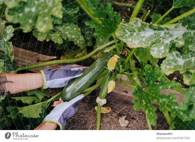 Close-up of woman hands picking zucchini at vegetable garden color image colour image Spain outdoors location shots outdoor shot outdoor shots day daylight shot