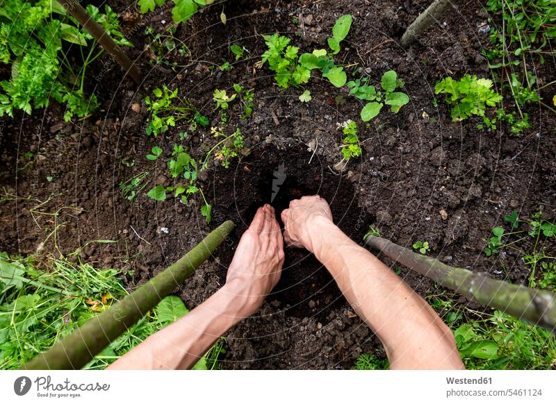 Hands of man digging dirt amidst plants in organic garden color image colour image Germany outdoors location shots outdoor shot outdoor shots day daylight shot