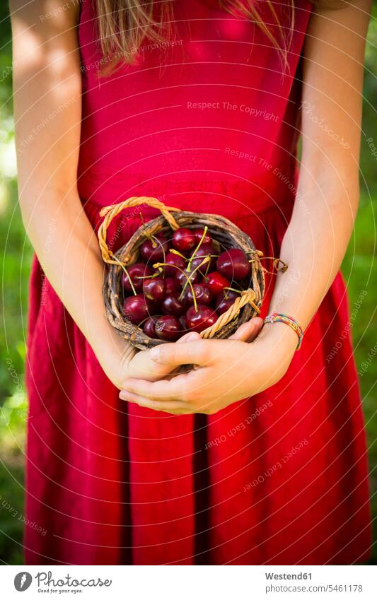 Little girl holding basket with cherries picked plucked harvested hand human hand hands human hands baskets garden gardens domestic garden Cherry Cherries