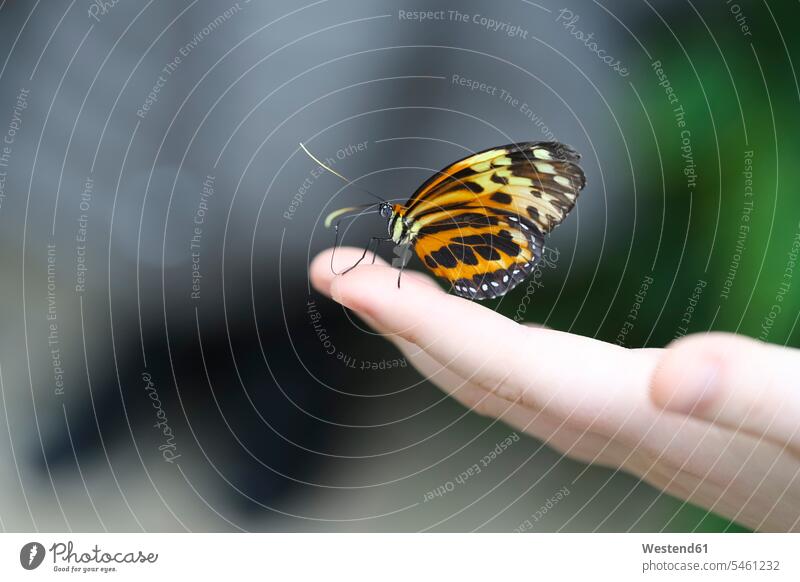 Monarch butterfly, Danaus plexippus, sitting on hand animal creatures animals copy space beauty of nature beauty in nature pattern patterns tropical