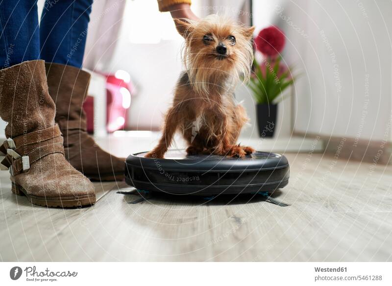 Woman placing Yorkshire terrier on robotic vacuum cleaner at home color image colour image indoors indoor shot indoor shots interior interior view Interiors