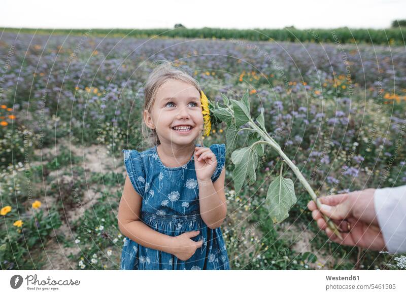 Father tickling daughter with a sunflower in a field human human being human beings humans person persons caucasian appearance caucasian ethnicity european 2