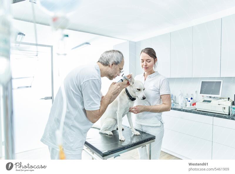 Veterinarian and his assistant examining ear of a dog veterinarian veterinary practice veterinary office veterinary practices vet's surgery vet's office