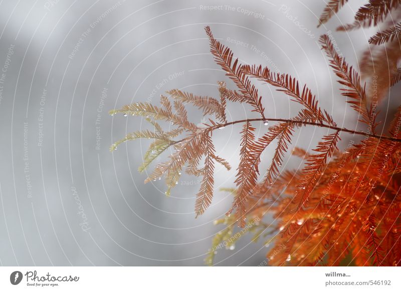 Bald cypress in the rain Plant Delicate Nature Bald-cypress Day Autumn Rain Twig Coniferous trees Cypress Autumnal colours Orange Red Dripping Drops of water