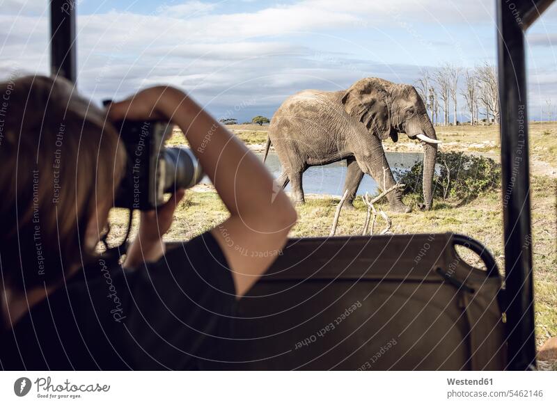Back view of girl taking photo of an elephant, Inverdoorn game Reserve, Breede River DC, South Africa cameras photograph free time leisure time Safaris