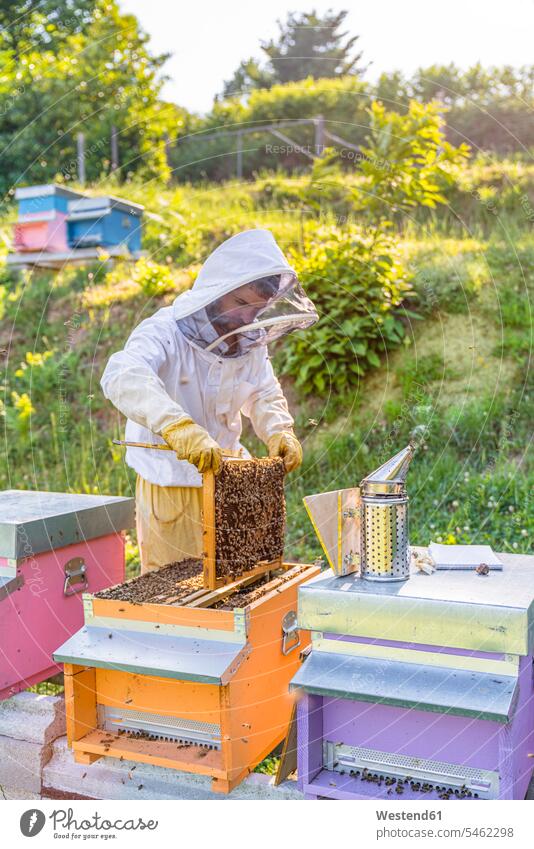 Beekeeper with honeycombs and smoker human human being human beings humans person persons caucasian appearance caucasian ethnicity european 1 one person only