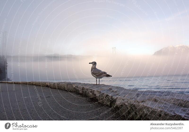 Seagull sitting on a seawall of a Stanley Park on a foggy day, Vancouver, British Columbia, Canada seagull bird ocean