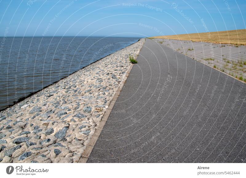 Much nothing with little green Dike Central perspective Right ahead off North Sea Ocean East Frisland ardor Tuft of grass North Sea coast Mud flats Lower Saxony