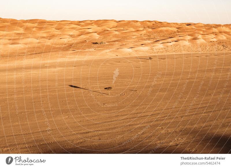 Sand with tracks and tree with long shade in the morning Exterior shot Colour photo Nature Sun Tourism Wahiba Sands Oman Omani desert Landscape Desert