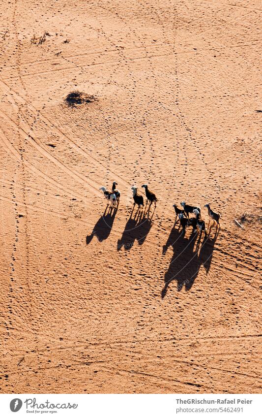 Goats from above cast camel-like shadows in the sand Sand Exterior shot Colour photo Nature Sun Tourism Wahiba Sands Oman Omani desert Landscape Desert