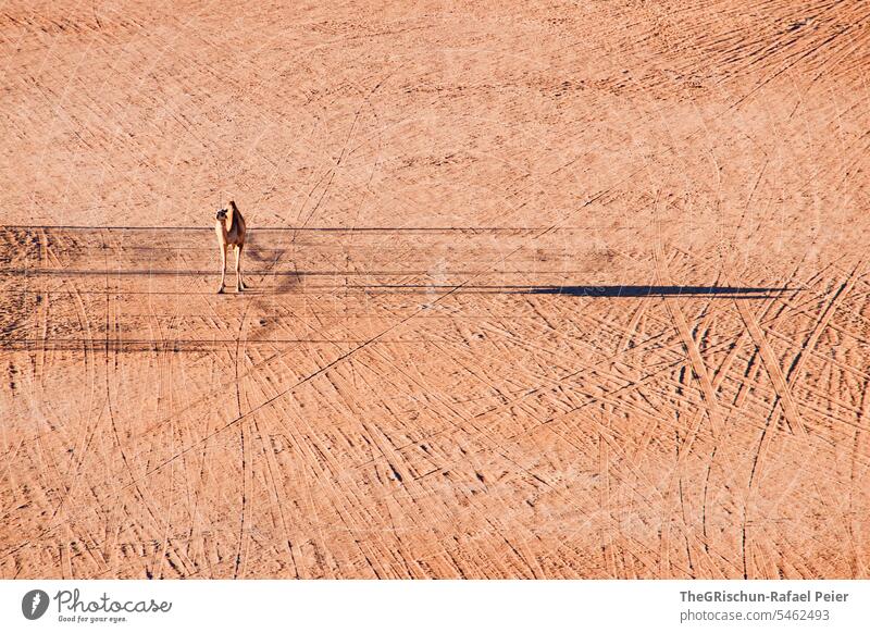 camel from above with long shadow on sand full of tracks Sand Exterior shot Colour photo Nature Sun Tourism Wahiba Sands Oman Omani desert Landscape Desert