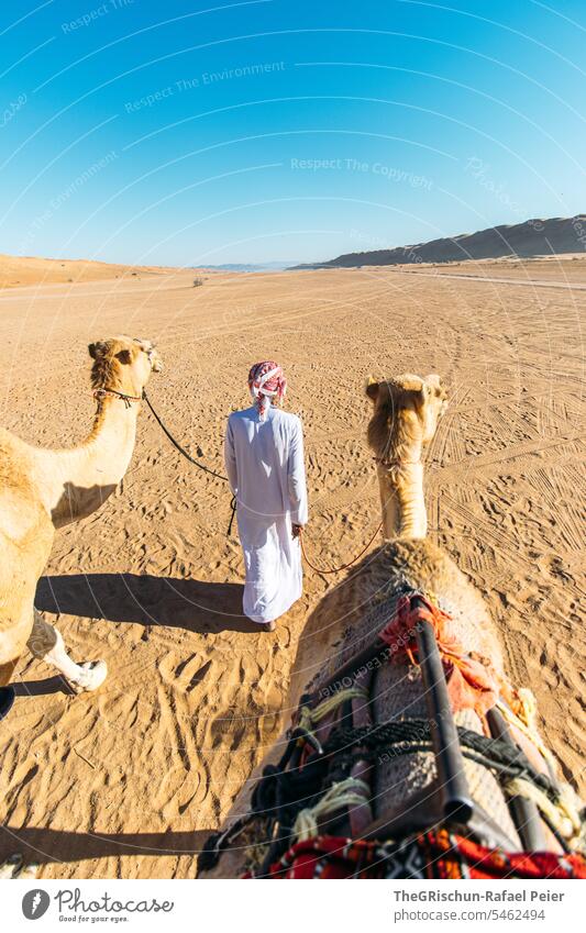 Camel walk - tourist attraction Sand Exterior shot Colour photo Nature Sun Tourism Wahiba Sands Oman Omani desert Landscape Desert Vacation & Travel sand dune