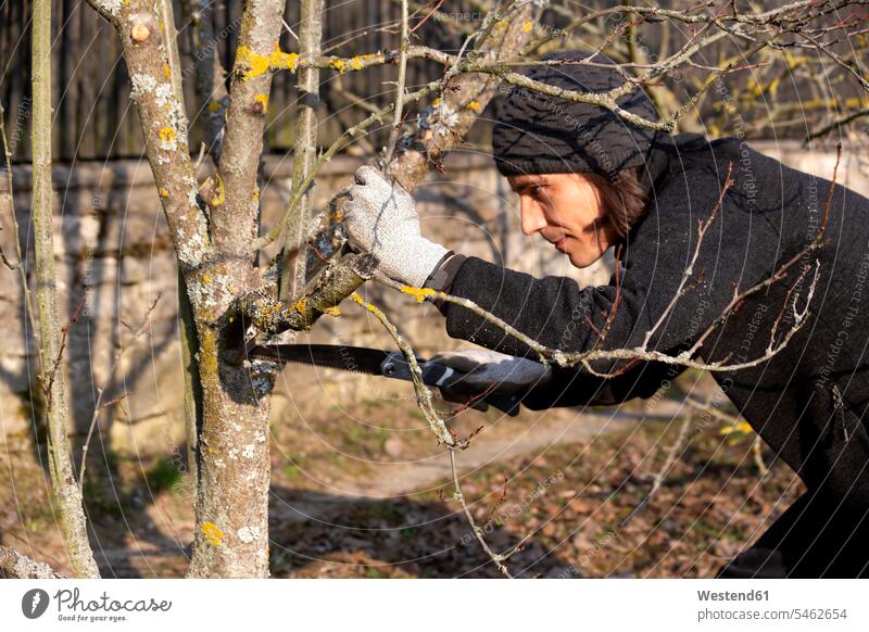 Pruning of tree with handsaw man men males Tree Trees hand saws handsaws arboriculture sawing pruning of trees Adults grown-ups grownups adult people persons