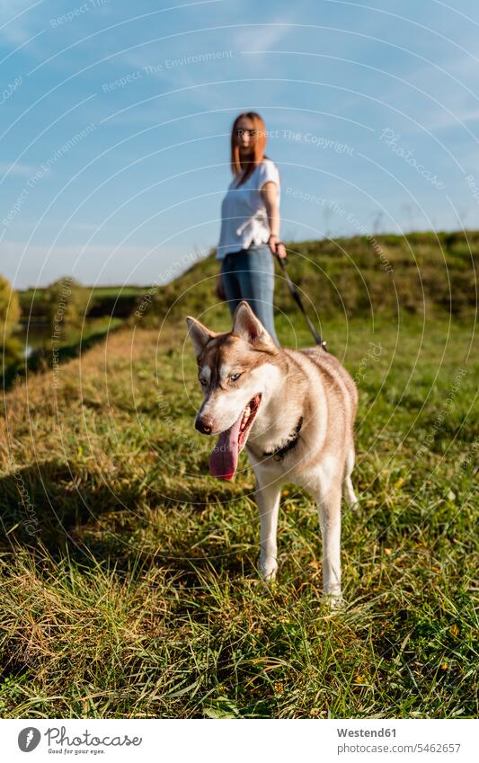 Young woman with her dog on a meadow at sunset animals creature creatures domestic animal pet Canine dogs T- Shirt t-shirts tee-shirt go going walk