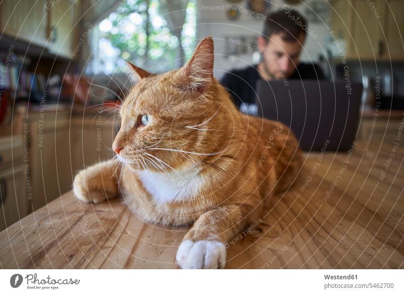 Ginger cat lying on kitchen table, while man is using laptop Occupation Work job jobs profession professional occupation animals creature creatures