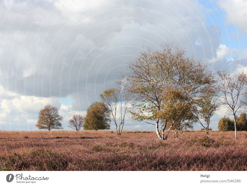 Autumn in the moor... Environment Nature Landscape Plant Sky Clouds Tree Bushes Wild plant Heather family Birch tree Bog Marsh Blossoming Stand Faded Growth