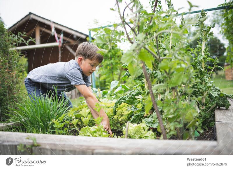 Boy gardening raised bed at back yard color image colour image Austria outdoors location shots outdoor shot outdoor shots day daylight shot daylight shots