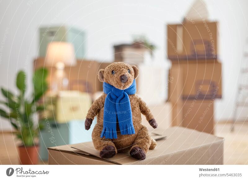 Cuddly toy on cardboard box in an empty room in a new home cardboard boxes Cardboard Carton Cardboards cardbox cardboxes carton cartons illumination lamps
