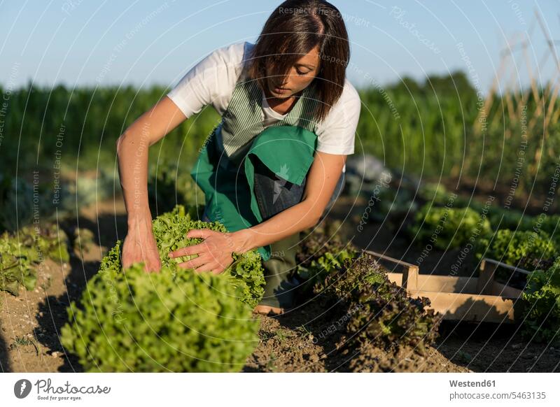 Woman working in her vegetable garden human human being human beings humans person persons caucasian appearance caucasian ethnicity european 1 one person only