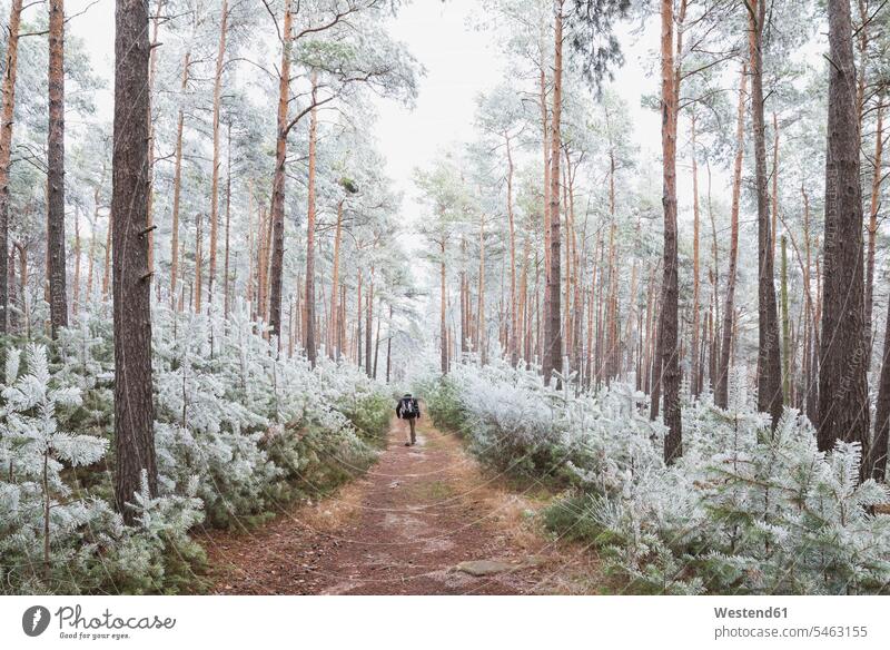 Germany, Rhineland-Palatinate, Lone hiker walking in frosted Palatinate Forest outdoors location shots outdoor shot outdoor shots day daylight shot
