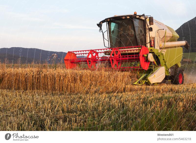 Organic farming, wheat field, harvest, combine harvester in the evening farm labor farm labour farm work harvesting harvests drive country countryside on the go